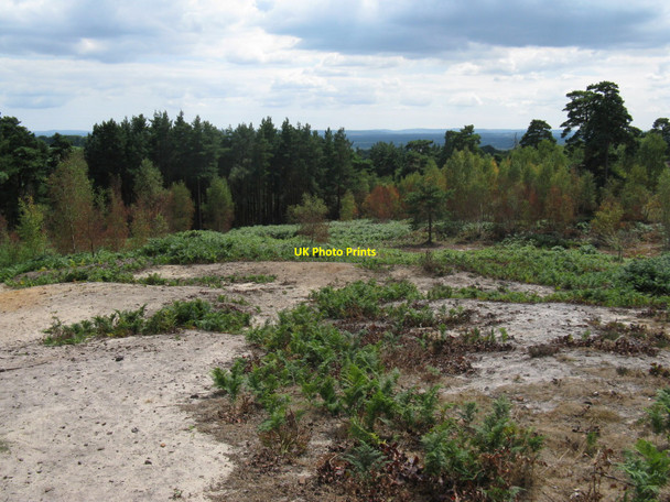 Photo 6"x4" View south from Hydon's Ball Hambledon\/SU9638 c2010