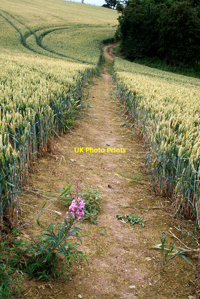 Photo 6"x4" Rosebay Willowherb growing in a path Easthope c2010