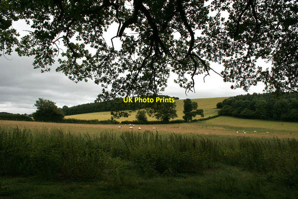 Photo 6"x4" Towards two woods from under an oak Easthopewood c2010