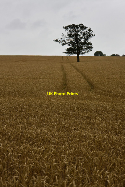 Photo 6"x4" Wheat Field Near Botany Bay Botany Bay\/TQ2999 c2010