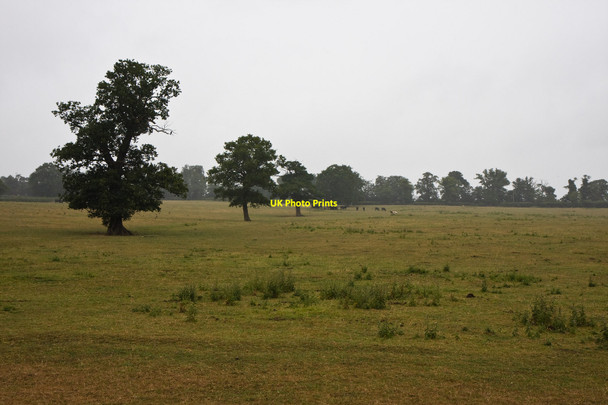 Photo 6"x4" Field With Cows Botany Bay\/TQ2999 c2010