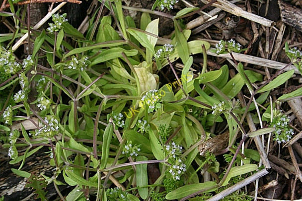 Photo 6"x4" Common Cornsalad (Valerianella locusta) Powfoot c2009