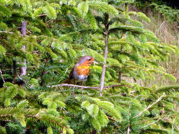 Photo 6"x4" Robin, Harrop Tarn Dob Gill c2010