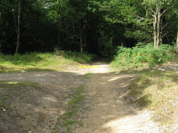 Photo 6"x4" Track crossing between Shepherdsgrove Copse and Hurtwood Copse Hascombe c2010