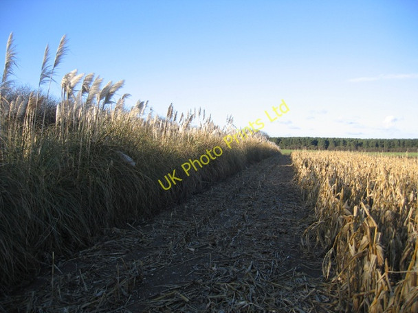 Photo 6"x4" Game cover, Weasenham St Peter, Norfolk Weasenham All Saints c2006