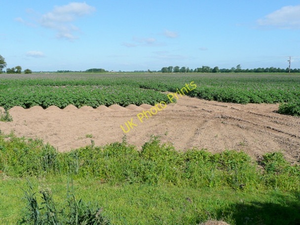 Photo 6"x4" Potato land Holbeach St Matthew c2009