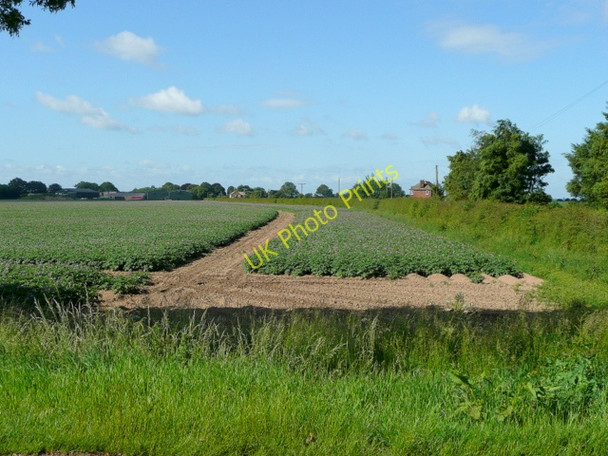 Photo 6"x4" Potato land Holbeach St Matthew c2009