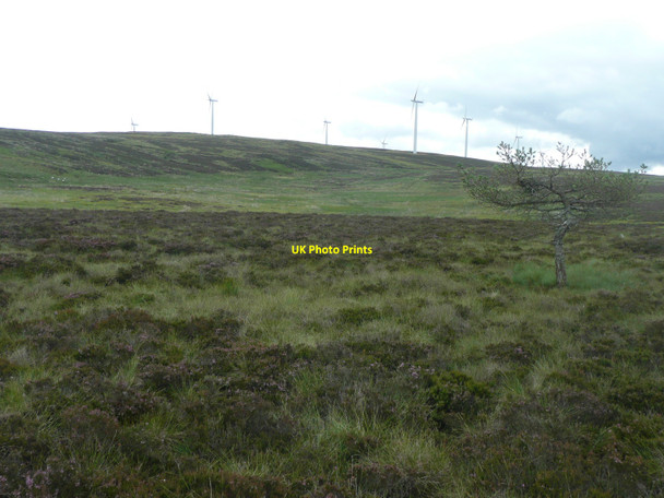Photo 6"x4" Tree with nest Netherton\/NO1452 c2010