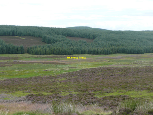 Photo 6"x4" North eastern slopes of Drumderg Forest of Alyth c2010