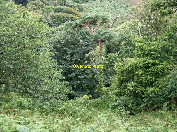 Photo 6"x4" Woodland near Nanhoron Quarry Penbodlas c2010