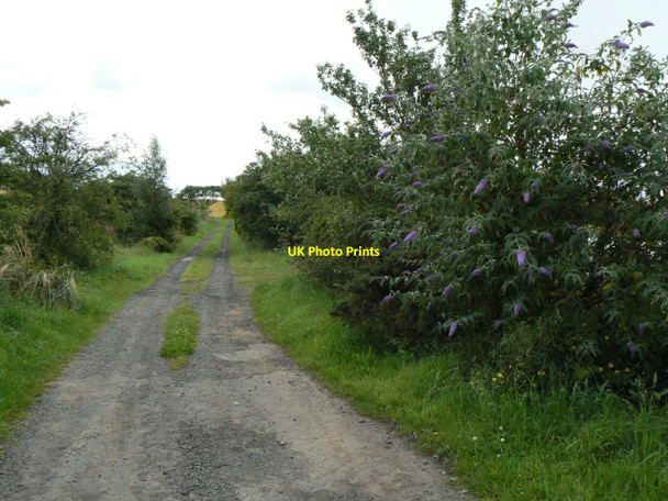 Photo 6"x4" The road to Hilton of Forthar Kettlebridge c2010