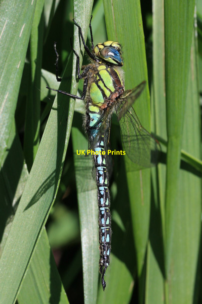 Photo 6"x4" Hairy Dragonfly (Brachytron pratense) Holywell\/TL3370 c2010