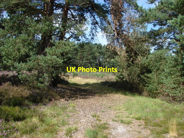 Photo 6"x4" Ash Ranges Pirbright Camp c2010 P1