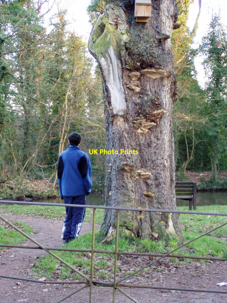 Photo 6"x4" Bracket fungi and bird box, Trent & Mersey Canal, Great Haywood, Staffordshire Great Haywood c2008