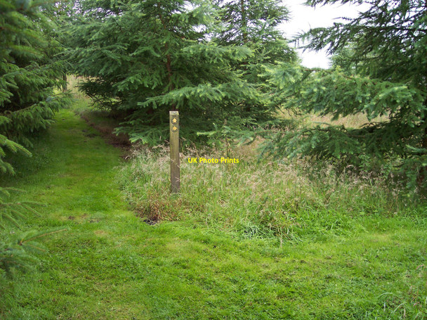 Photo 6"x4" Marker post in wood near Little Moss Trawden c2010