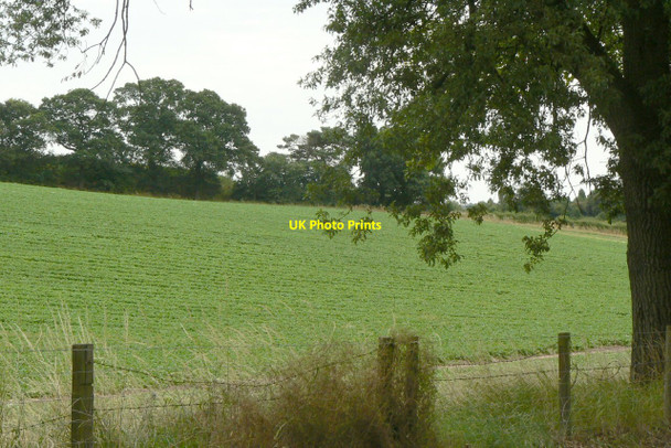 Photo 6"x4" Potato field Arnold\/SK5945 c2010