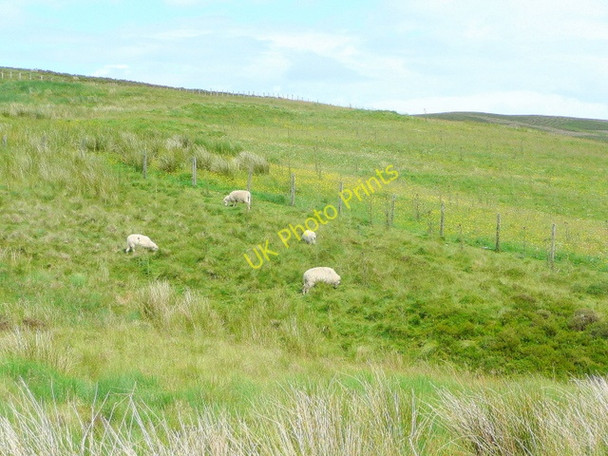Photo 6"x4" Rough grazing near Y Gadfa Moel y Cerrig Duon c2009