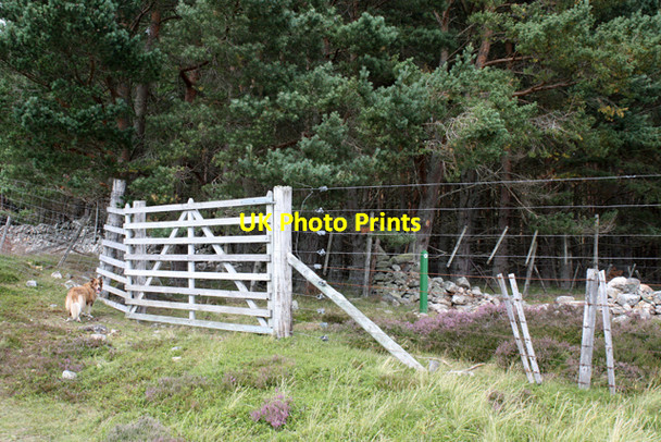 Photo 6"x4" Deer gate north of Strone Strone\/NH7100 c2010
