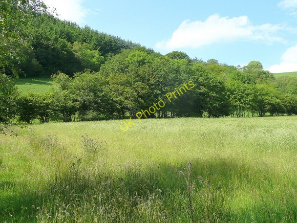Photo 6"x4" Woodland north of Cwm-y-ffynnon Pandy\/SH9004 c2009