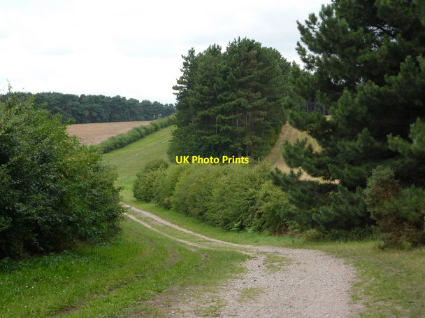 Photo 6"x4" Track between the trees Scofton c2010