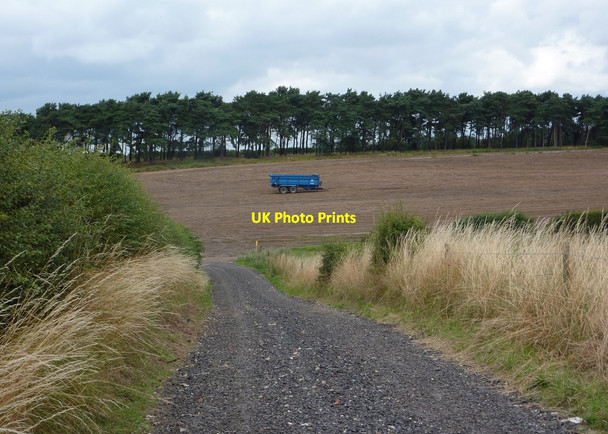 Photo 6"x4" Dip in the track towards Coronation Plantation Scofton c2010