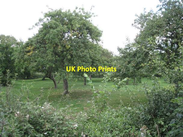 Photo 6"x4" Orchard near Shepperdine Farm Nupdown c2010