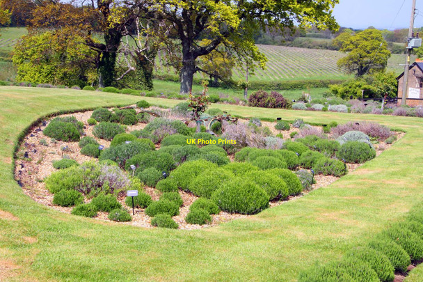 Photo 6"x4" A bed of lavender at Staplehurst Grange Downend\/SZ5387 c2010