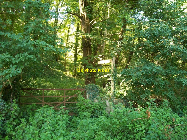 Photo 6"x4" The entrance to the little used path through Coed Caerdydd Bryn-mawr\/SH2433 c2010