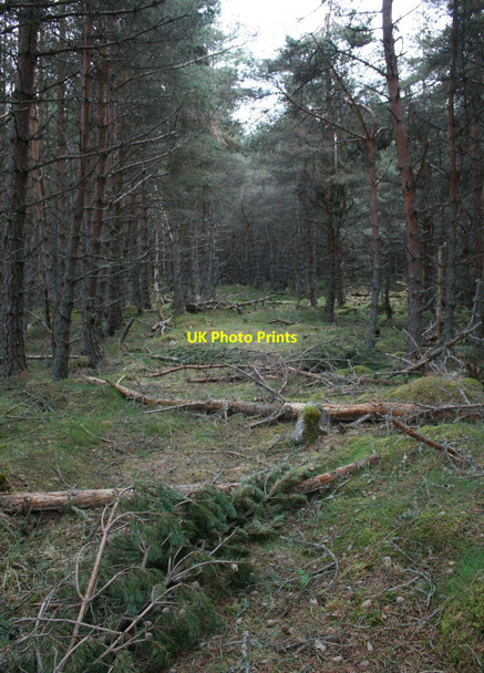 Photo 6"x4" Old extraction lane in forest Corarnstilbeg c2010