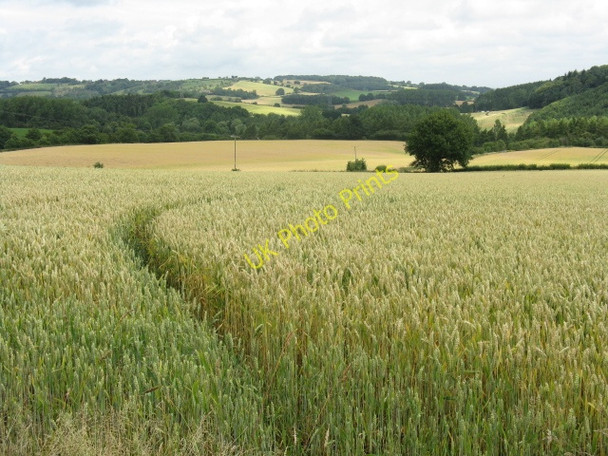 Photo 6"x4" Rolling Countryside Near Yarhampton Yarhampton c2009