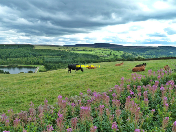 Photo 6"x4" Field with Cows and Rose Bay Willowherb, near Osmotherley Osmotherley c2010