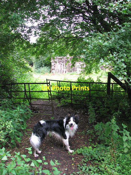 Photo 6"x4" Path through RAF Hethel Hethel c2010