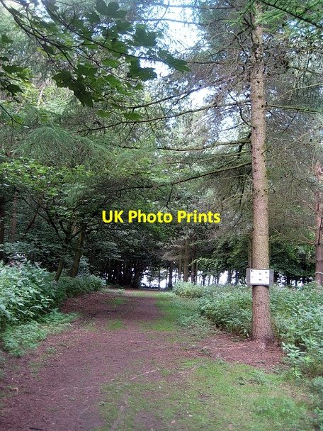 Photo 6"x4" Newmillerdam Country Park-Arboretum (1) Newmillerdam c2010