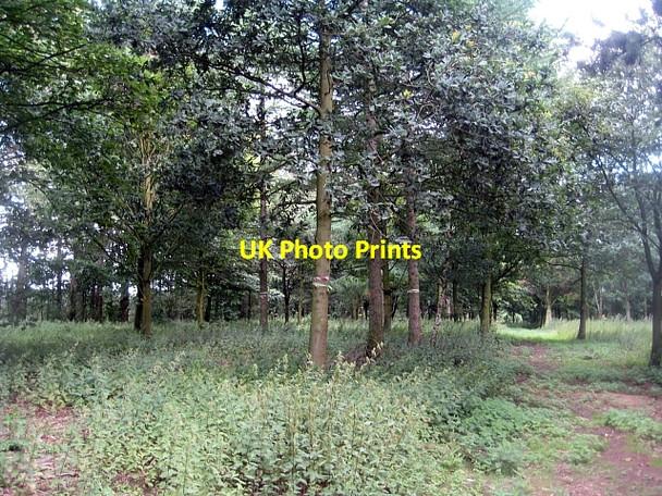 Photo 6"x4" Newmillerdam Country Park-Arboretum (4) Newmillerdam c2010