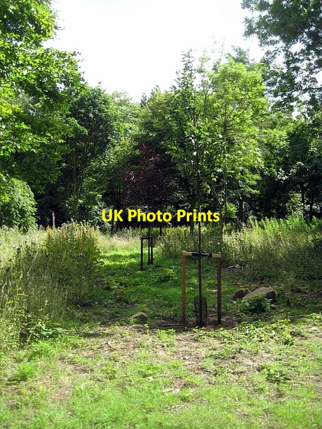 Photo 6"x4" Newmillerdam Country Park-Arboretum (6) Newmillerdam c2010
