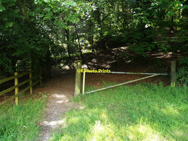 Photo 6"x4" Woodland Walk, Craigcroft Wood, Laurieston. Laurieston\/NX6864 c2010