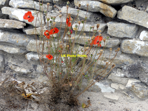 Photo 6"x4" Poppies, Portland, Dorset Easton\/SY6971 c2010