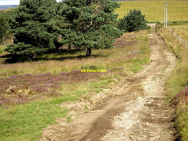 Photo 6"x4" Track off the moor Towie\/NJ4312 c2010