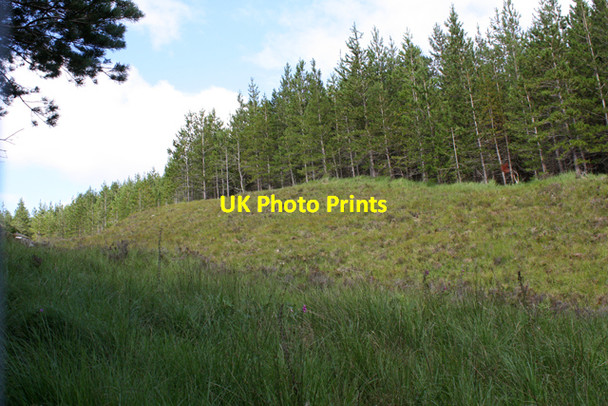 Photo 6"x4" Plantation north of Loch Coulin Coulin Lodge c2010