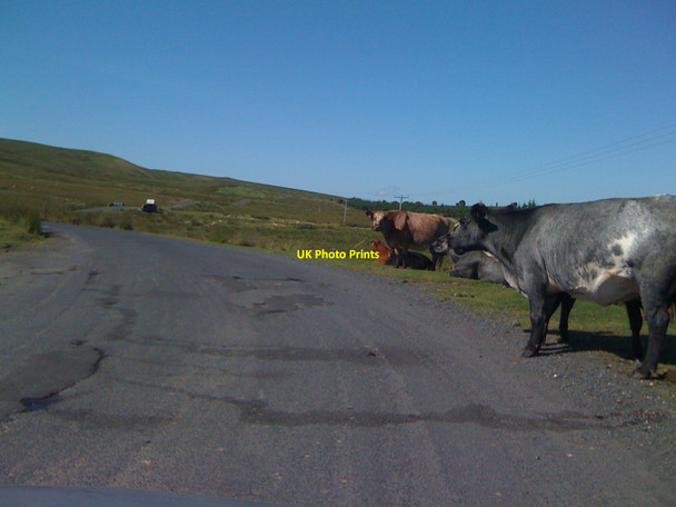 Photo 6"x4" Cows near the Polnaskie Bridge Loch Muck c2010