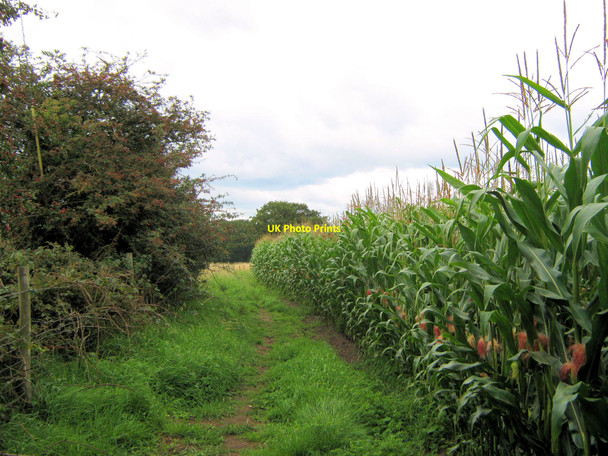 Photo 6"x4" Footpath by the Maize crop (2) Brereton Heath c2010