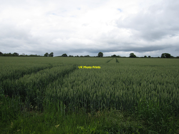 Photo 6"x4" Wheat field off Broad Road Little Thurlow Green c2010