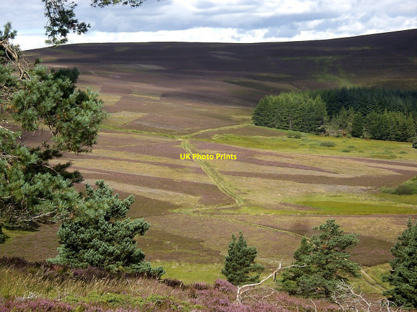 Photo 6"x4" An area of 'hut circles' near Auldtown Migvie c2010