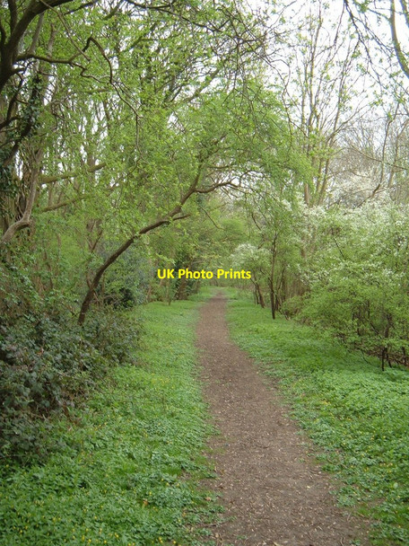 Photo 6"x4" Footpath through Crow Green Wood Green\/TM2091 c2009