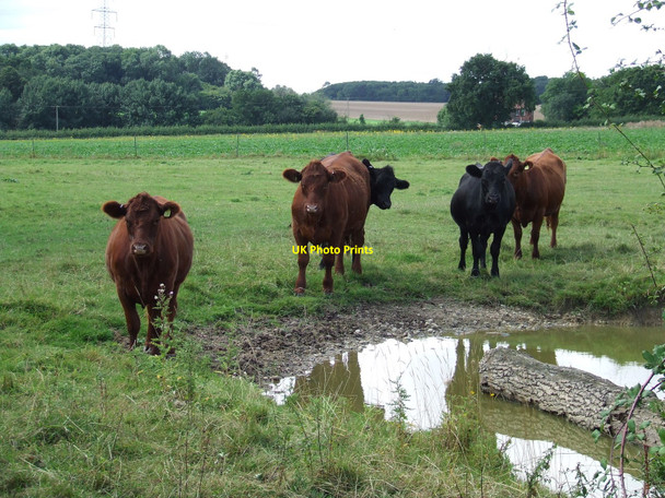 Photo 6"x4" Get Out Baylham c2010