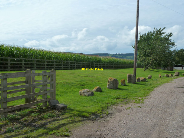 Photo 6"x4" Roadside verge and field of maize, Plusterwine Brookend\/ST5999 c2010
