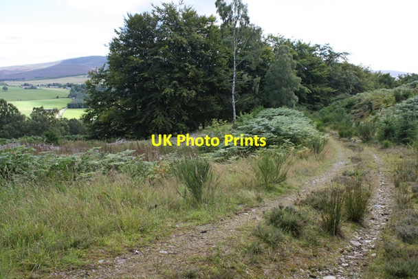 Photo 6"x4" Forestry track near Blacksboat Marypark\/NJ1938 c2010