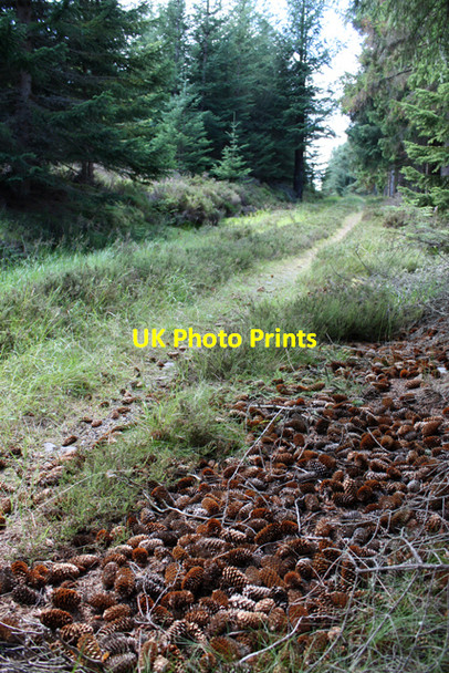 Photo 6"x4" Forestry track on Scoot More Cragganmore\/NJ1636 c2010