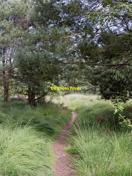 Photo 6"x4" Ferndown, footpath Ameysford c2010