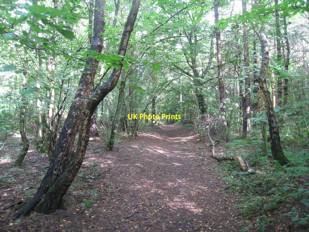 Photo 6"x4" Through the West Wood Broughton\/SE9608 c2010
